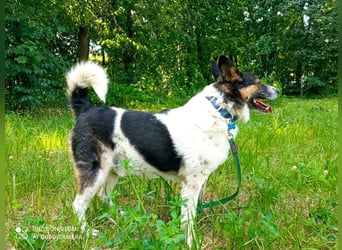 Mischka ist ein freundlicher Begleiter mit Zuckerschockgarantie