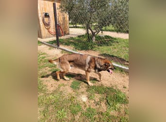 Rex liebenswerter, junger Malinois / Schäferhund Mischling Rüde sucht Zuhause oder Pflegestelle