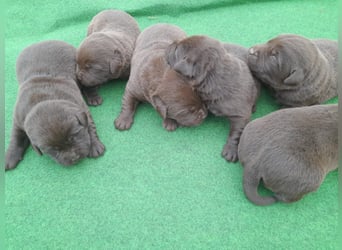 Labrador Welpen schokobraun reinrassig