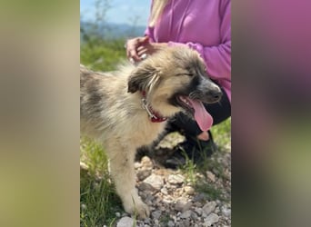 Liesa sucht ihr großes Glück