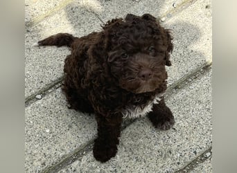 Lagotto - ein Herz aus Locken und Liebe