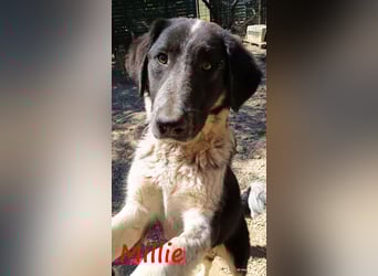 Millie geb. 09/2024 (GRC) - sanfte, verschmuste und verspielte Junghündin!
