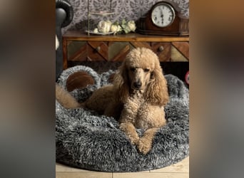 Bezaubernde Königspudel Welpen, Großpudel, Harlekin, Pudel, Videos