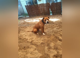 DJUKI - der hübsche Junge sucht eine Familie mit sehr viel Hundeerfahrung
