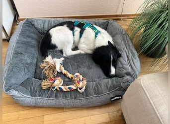 Loki – kleiner Abenteurer mit großem Herz sucht sein Für-Immer-Zuhause