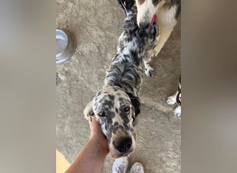 Lottie – Sanfte Setterseele sucht ihr Glück!