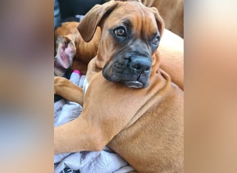 Wunderschöne Boxerwelpen!