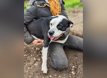 Amara sucht geduldiges Traumzuhause