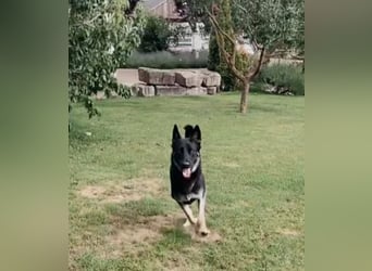 Liebenswerter, intelligenter Schäferhund sucht sein für-immer zu Hause
