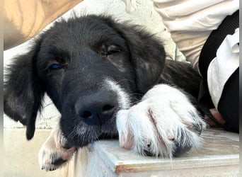Barney2 geb. 02/2025 (GRC) - verschmuster und verspielter, charmanter Griechischer Hirtenhund Welpe!