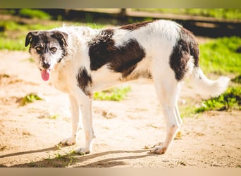 Oriol, Mix Schnauzer / Podengo, lieb und verträglich