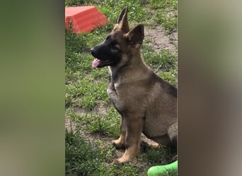 Dunkelgraue Schäferhunde aus Kör-u.Leistungzucht