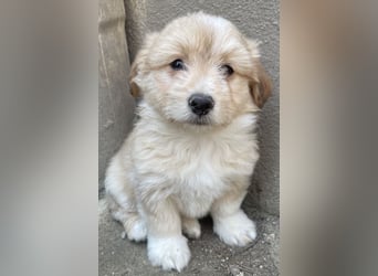 Sammy, geb. ca. 03/2025, lebt in GRIECHENLAND, auf einer privaten Pflegestelle