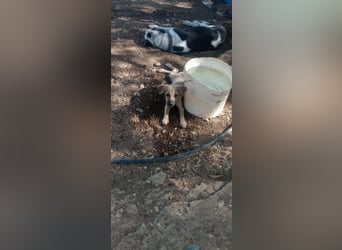 Mimi - Kokoni mix sucht ihr Glück