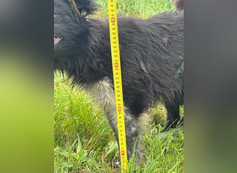 Zoya, geboren 25.09.2024, 40cm sucht ihr Zuhause