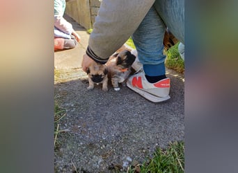Pekinese chihuahua Mix welpen