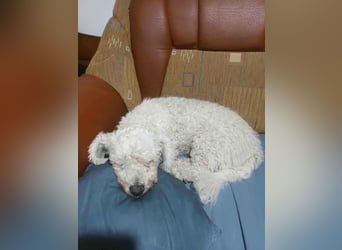 Kleiner Senior Tristan sucht sein Zuhause