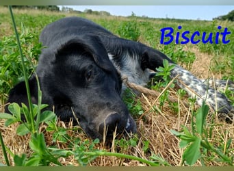 Biscuit geb. 08/2024 (GRC) - verspielter und verschmuster, ausgeglichener Junghund!