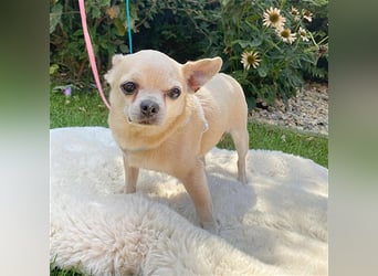 (R) ❤️ süßer Zwerg KIKO - 4 Jahre, 24cm/ 3kg - Chihuahua