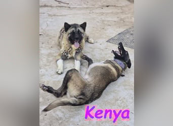 Kenya 10/2024 (ESP) - lebensfrohe und liebevolle, wunderschöne Malinois Junghündin!