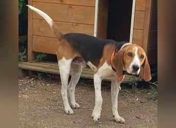 Beagle-Mix Pablito - verspielt und freundlich