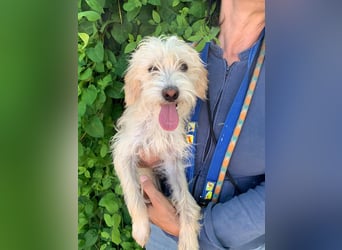 Pete - Sensibelchen sucht Familie