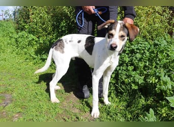 Luigi, Mix Jack Russel Terrier / Beagle , lieb und verträglich