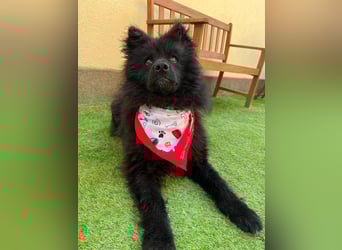 Koda2 – junger Herzenshund mit Kuschelfaktor