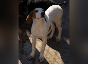 Bracken-Bub ♥Tilly♥ wahrer Sonnenschein