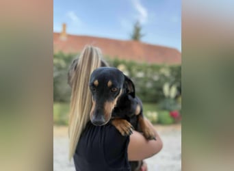 Luca, geboren 02.02.2020, 26cm sucht ihre Chance