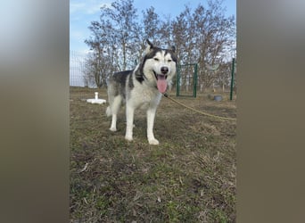 Luna, geb. 07.11.2022, 59 cm, sucht eine aktive Familie
