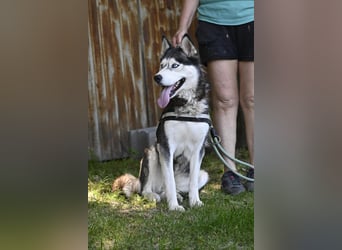 Maja SI – Liebevolle Husky-Dame sucht sportliches Zuhause