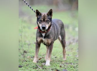 Lacika, 4 Jahre jung, 45 cm, sucht sein Zuhause