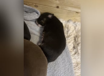 Mini Australien Shepherd Welpen suchen Traumzuhause