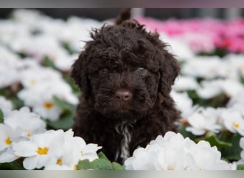Lagotto Romagnolo Welpen, 6 Welpen suchen ein Zuhause