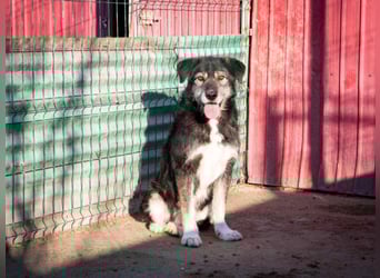 Boomer - freundlicher Schatz