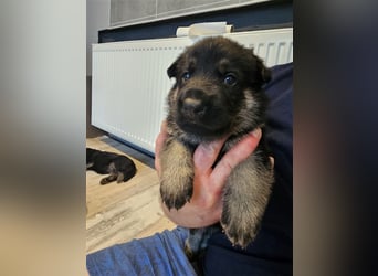 Osteuropäische Schäferhund Welpen