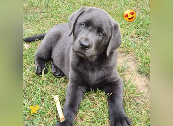 Labrador-Welpen / Silber/ Charcoal Vater Minganzucht/ Mutter Mustang Valley