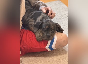 Super schöner Two Face American Bully XL Rüde