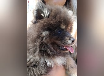 Zauberhafte Pomsky Welpen suchen ab sofort ihr neues Zuhause!