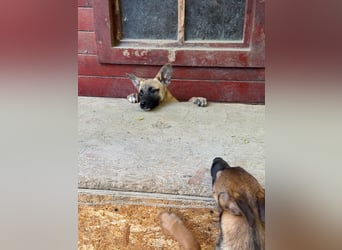 TULIP sucht ihre Menschen