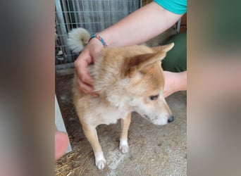 Bibi-Biszu PP – zarte Shiba-Hündin sucht liebevolles Zuhause