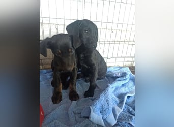 Ella (Elvira) VA - Aufgeweckte Welpin sucht Abenteuer und Geborgenheit