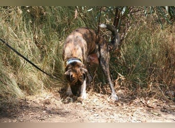 Loki (Spanien) - würde sehr gerne aufs Land ziehen