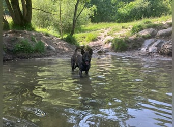 liebe Alice in 8048 Zürich sucht ihr Zuhause für Immer