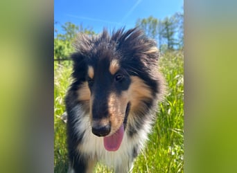 Colliewelpen im amerikanischen Typ