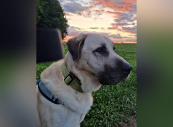 Riesen"Baby"Kangal♥Ares♥ 99718 Greussen
