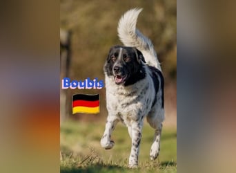 !!NOTFALL!!Boubis,geb.01/22,aufmerksamer Bub sucht eine führende Hand,bef.sich in 64579 Gernsheim