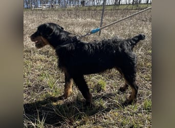 Marko ein kleiner Jagdterrier