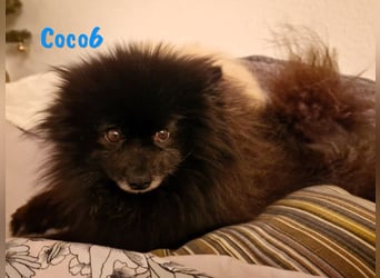 Coco6 09/2019 (in Deutschland) - Pomeranian Zwergspitz Mix sucht verantwortungsvolle Menschen!